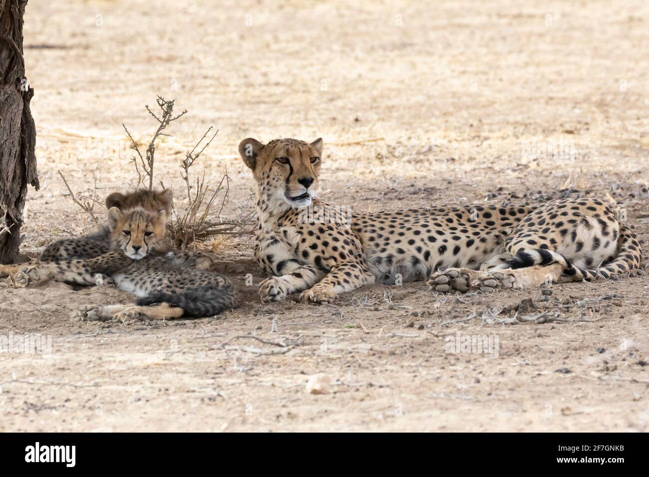 Cheetah (Acinonyx jubatus) mère avec deux petits à l'ombre de l'arbre, Kalahari, Cap du Nord, Afrique du Sud, Cheetah africain sont classés comme vulnérables Banque D'Images