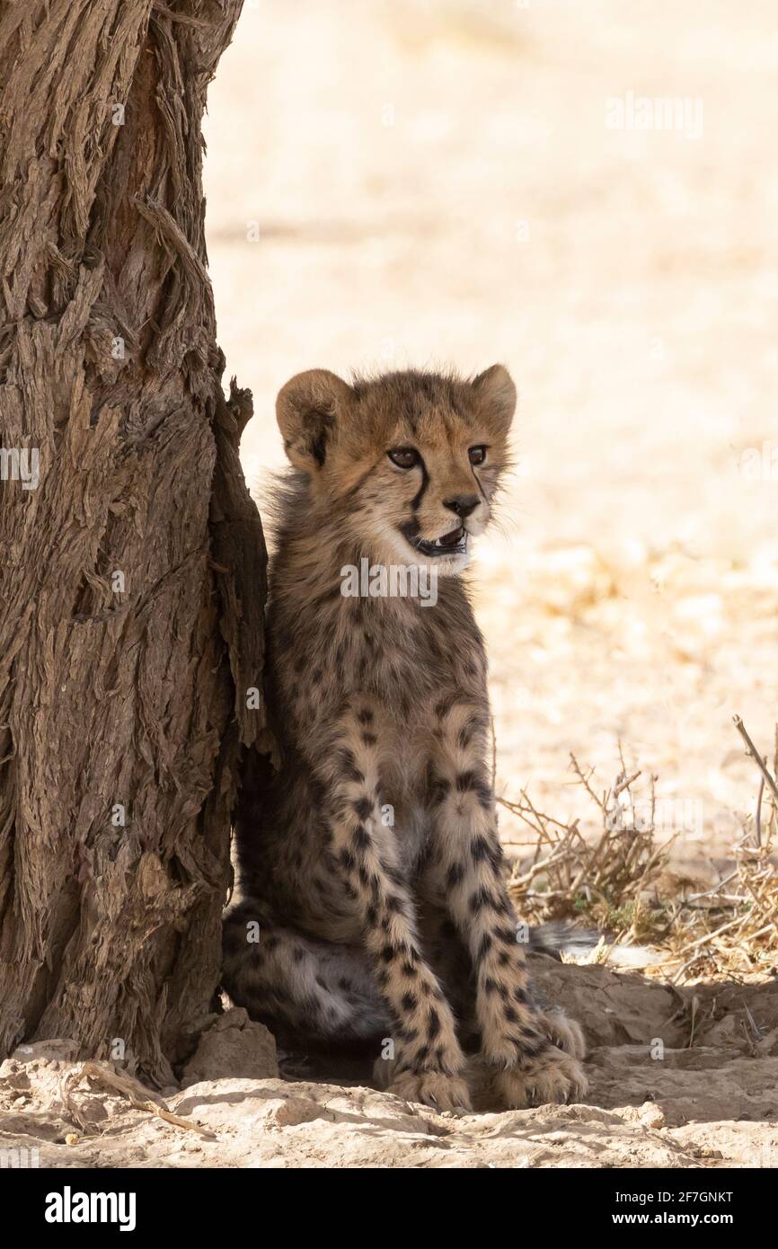 Cheetah (Acinonyx jubatus) Jeune cub appuyé contre le tronc d'arbre, Kalahari, Cap Nord, Afrique du Sud. Les Cheetah africains sont répertoriés comme vulnérables Banque D'Images