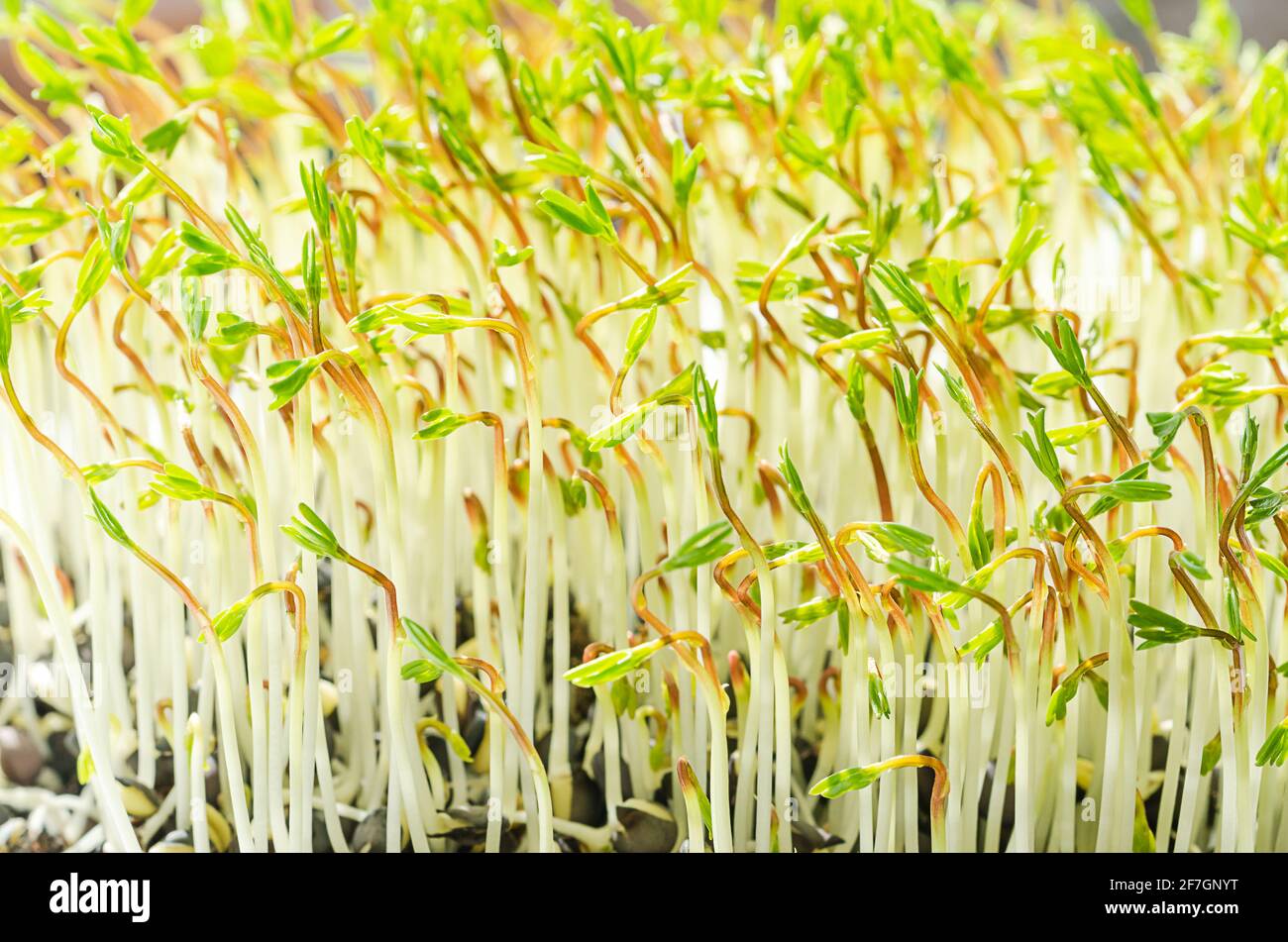 Lentilles de béluga germées, microverts poussant en plein soleil. Pousses vertes de lentilles noires, de plantules et de jeunes plantes. Banque D'Images