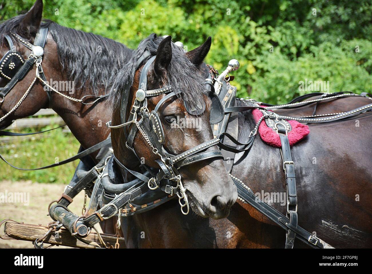 Chevaux au Upper Canada Village. Upper Canada Village 13740 County Road 2, Morrisburg, ON, K0C 1X0 fondé en 1961, Upper Canada Village est l'un des plus grands sites d'histoire vivante au Canada. Représentant la vie dans un milieu rural canadien anglais au cours de l’année 1866. Plus de quarante bâtiments historiques ont déménagé ici avant l’inondation des « villages perdus » pendant le projet de développement de la voie maritime du Saint-Laurent. Les techniques agricoles traditionnelles sont démontrées par la culture de légumes du patrimoine et l’élevage de races de bétail patrimoniales. Banque D'Images