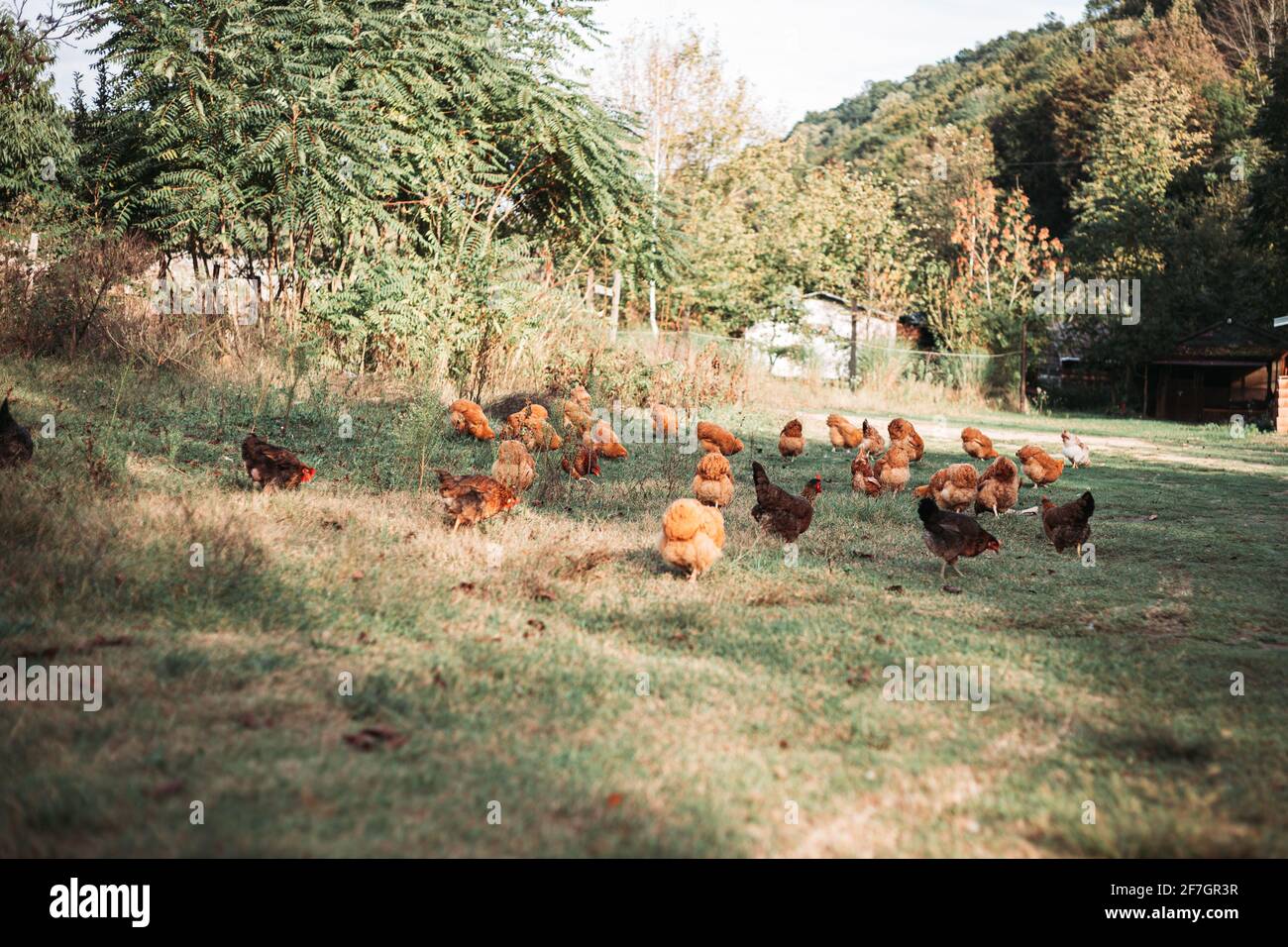 Élevage de poulets en liberté en Serbie orientale Banque D'Images