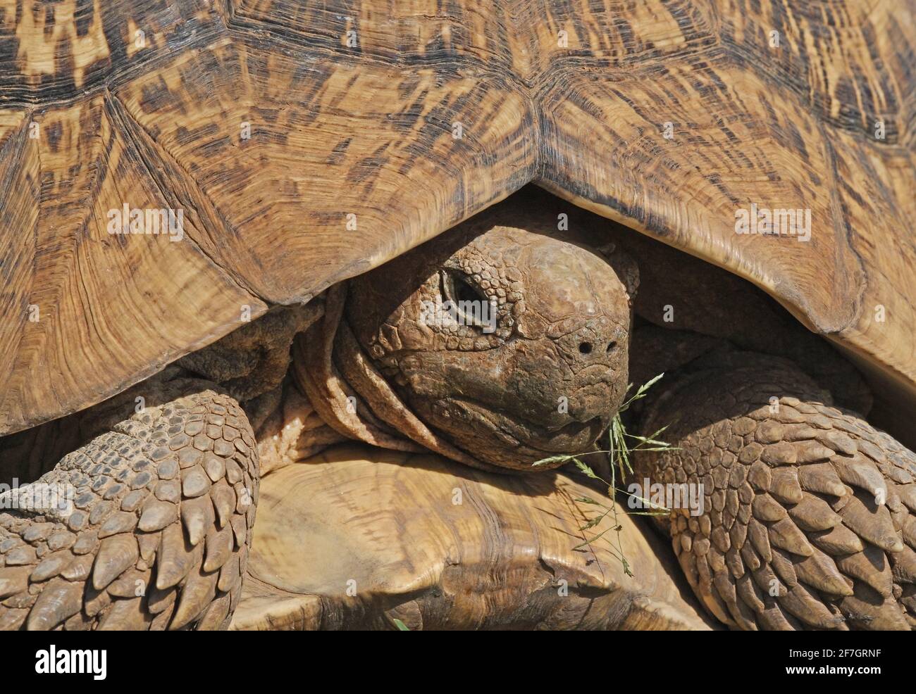 Tortue léopard (Geochelone pardalis) gros plan du lac Baringo, Kenya Novembre Banque D'Images