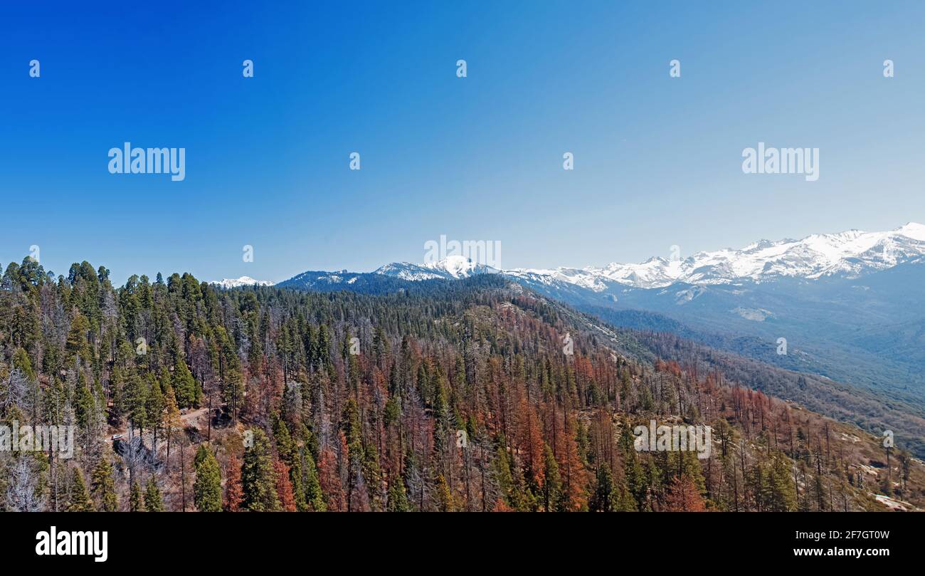 Vue panoramique sur Sequoia et le parc national de Kings Canyon Banque D'Images