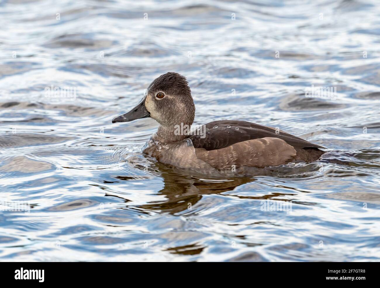 Une femelle de canard à collier, nageant dans les eaux agitées du lac au début de novembre. Banque D'Images