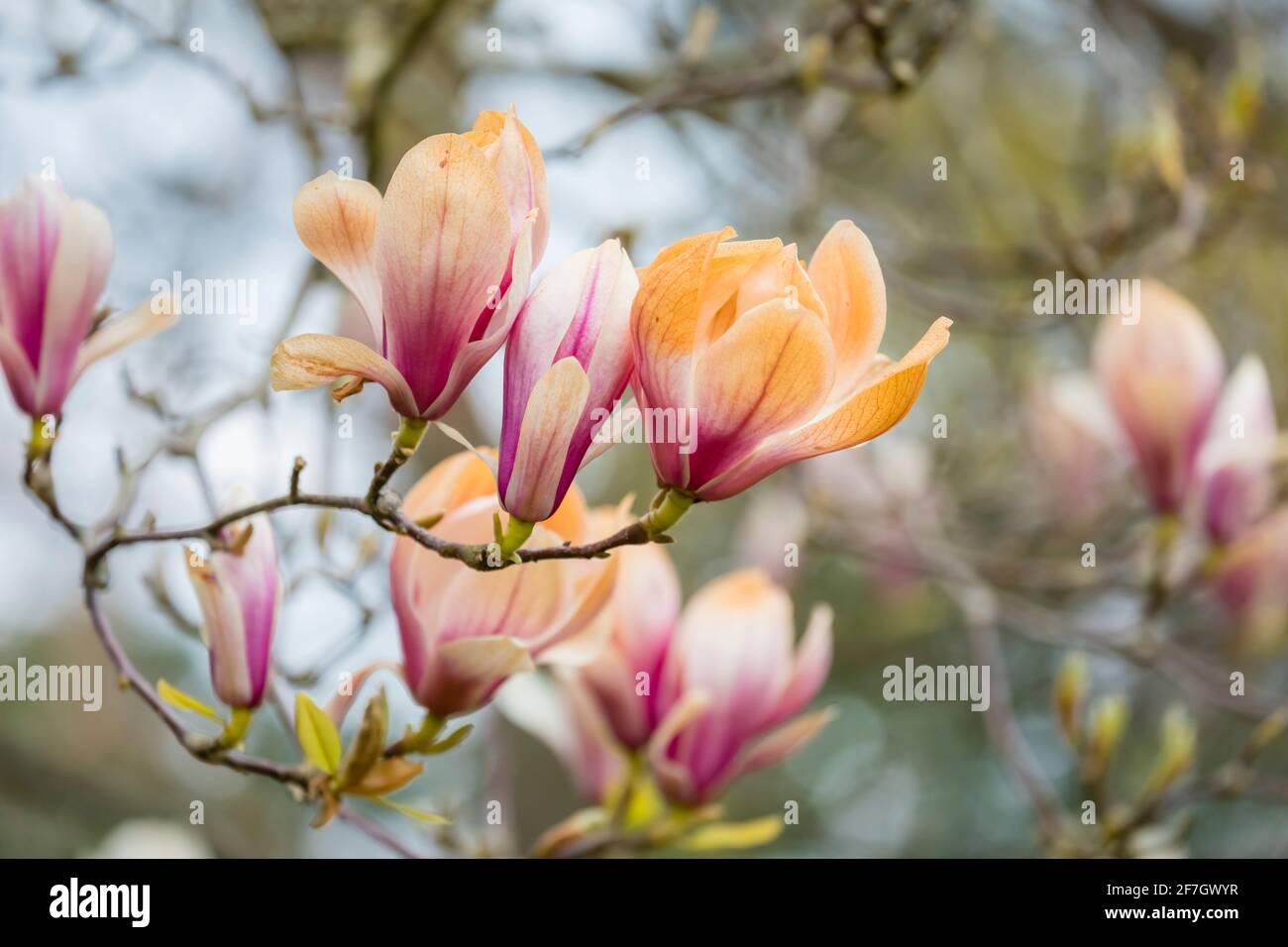 Les fleurs de magnolia roses et blanches sont brunes en étant brûlées par les dommages non saisonniers causés par le gel à la fin du printemps à Surrey, dans le sud-est de l'Angleterre Banque D'Images