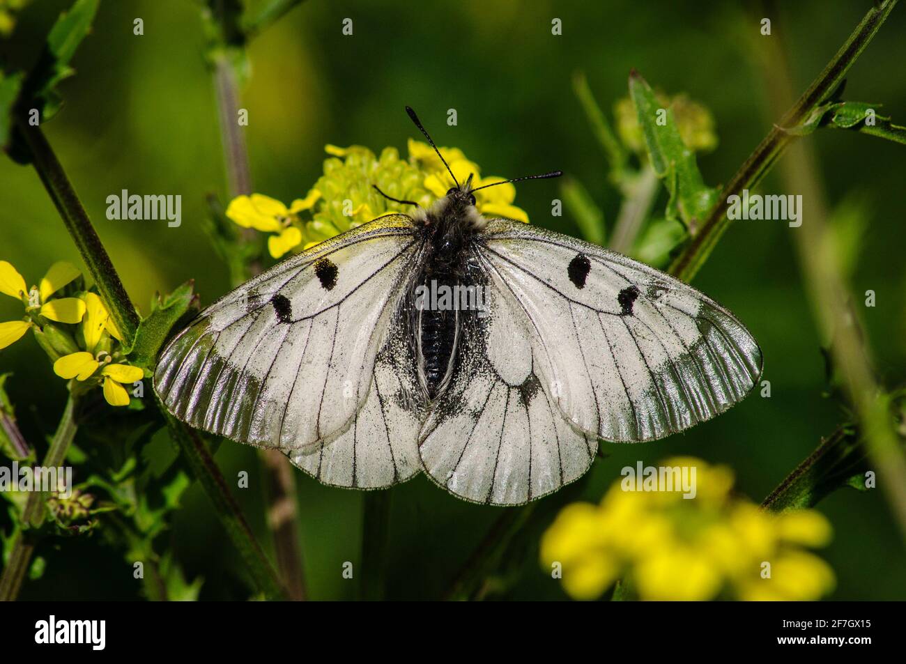 Le papillon blanc se dresse sur une belle fleur Banque D'Images