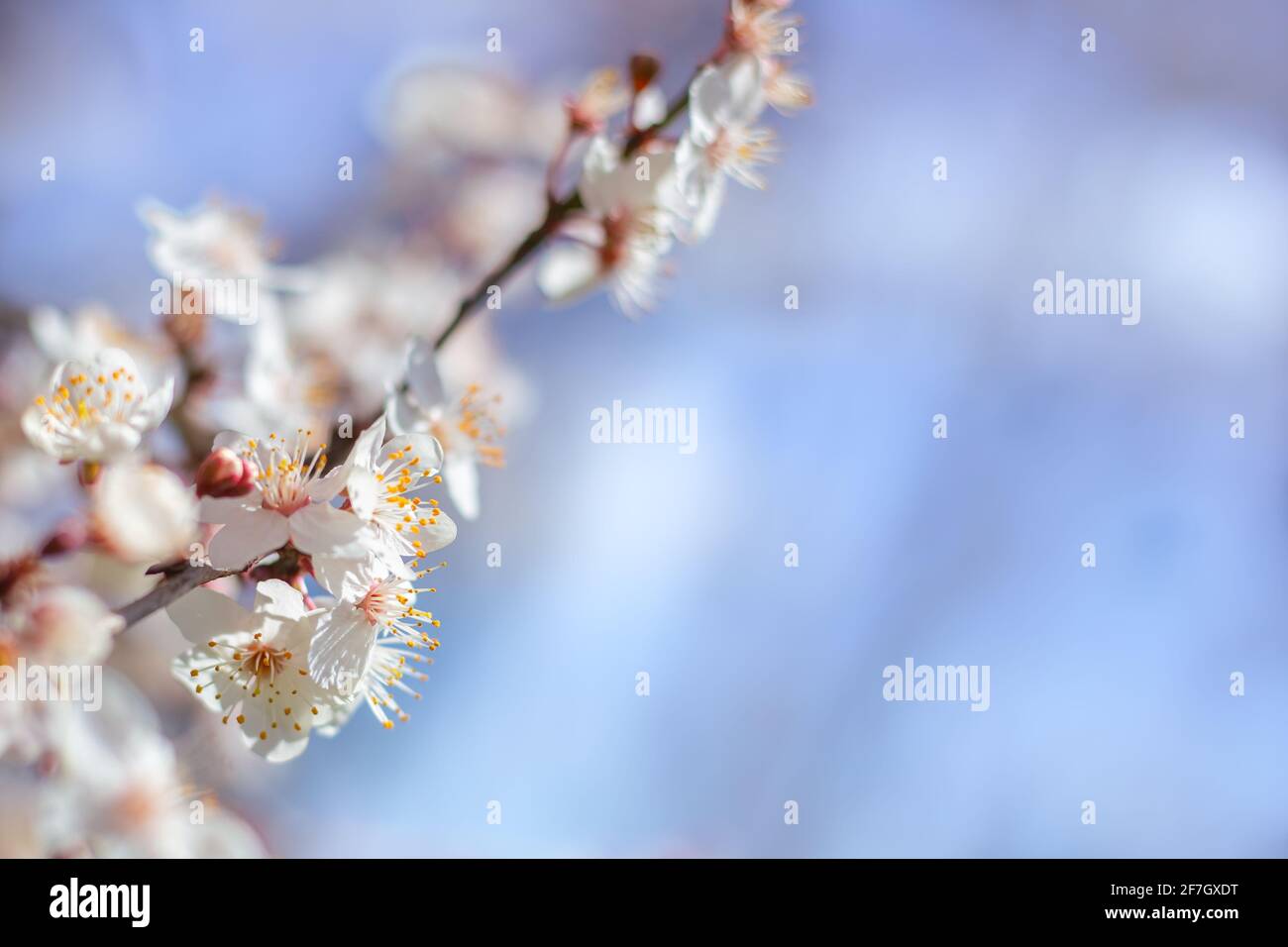 Délicates fleurs blanches de sakura sur une branche contre un ciel bleu. Ambiance printanière. Mise au point sélective. Copier l'espace. Banque D'Images