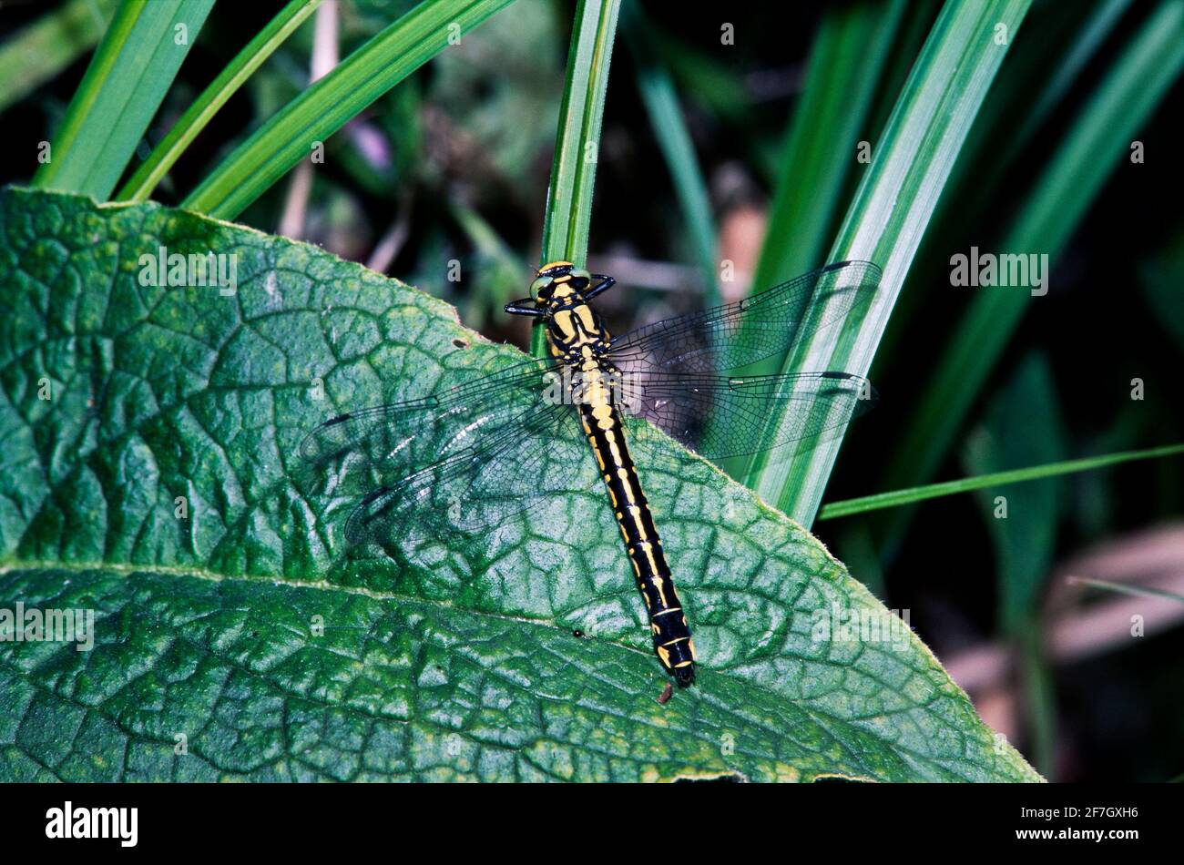 Dragonfly, Damselfly partie II, dans l'environnement naturel de Hertfordshire Middlesex UK Banque D'Images