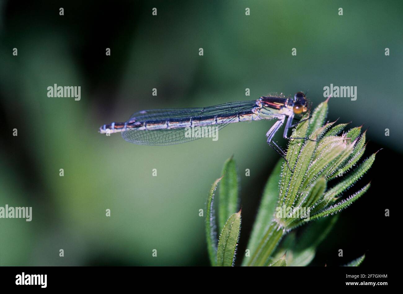 Dragonfly, Damselfly partie II, dans l'environnement naturel de Hertfordshire Middlesex UK Banque D'Images