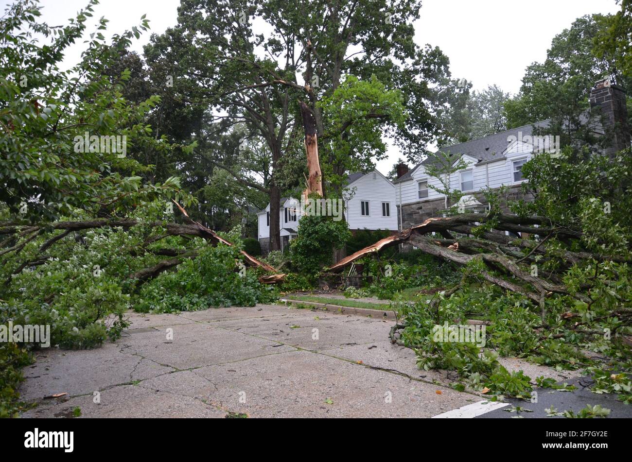 Arbre tombé devant la maison (dommages causés par la tempête) avec rue bloquée Banque D'Images