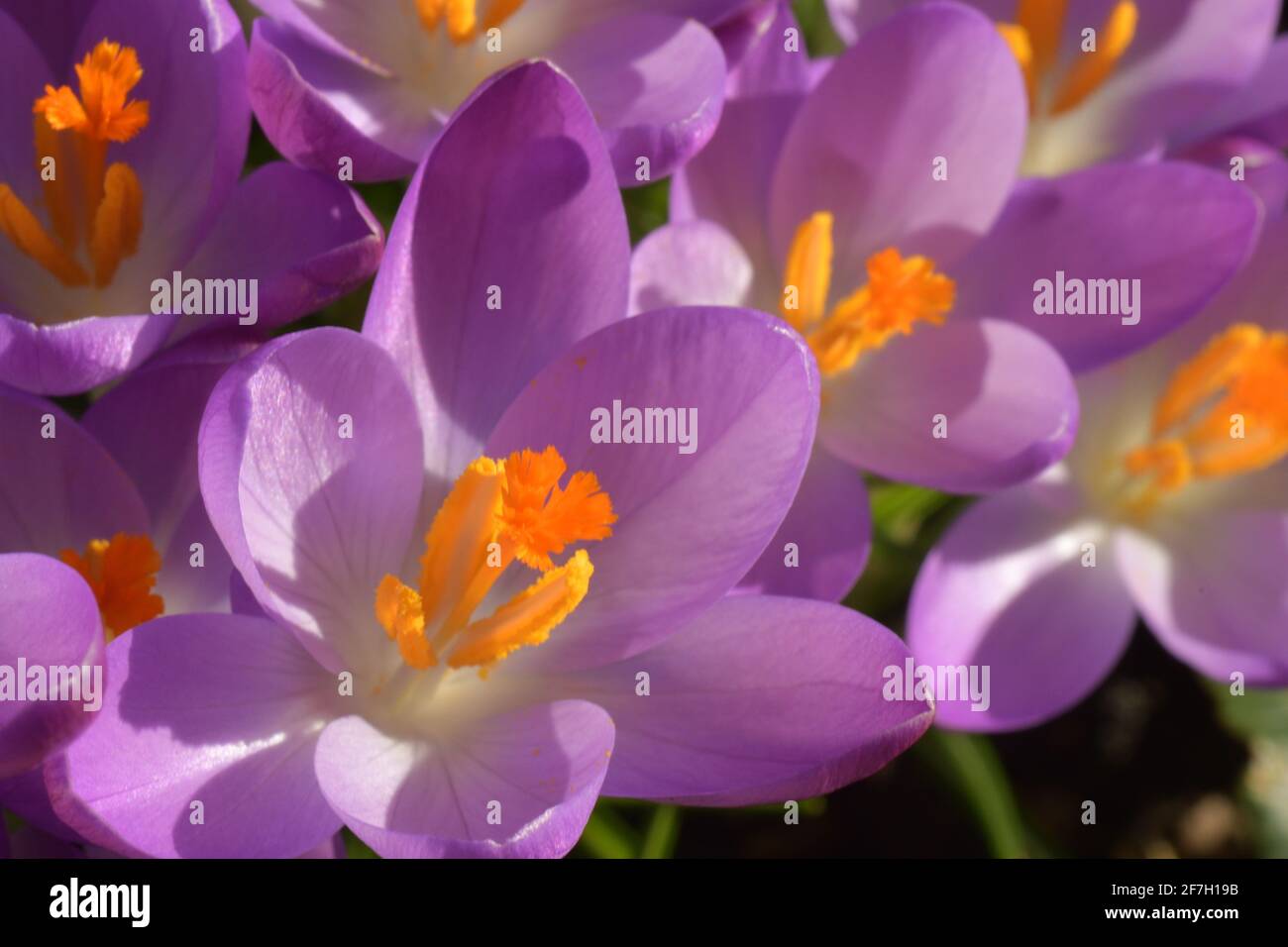 Gros plan des fleurs de crocus violet au printemps. Somerset, Royaume-Uni Banque D'Images