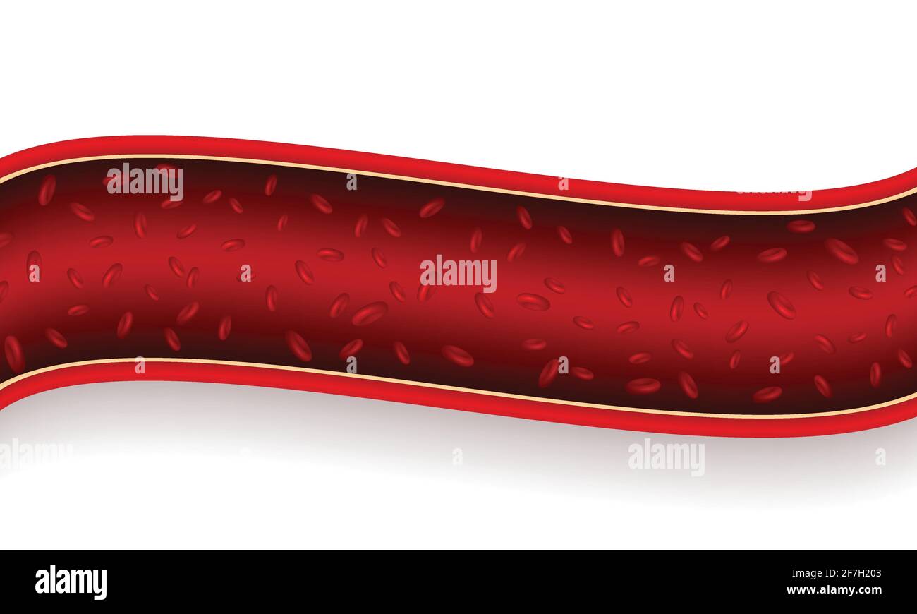 Section vasculaire avec globules rouges. Illustration de Vecteur