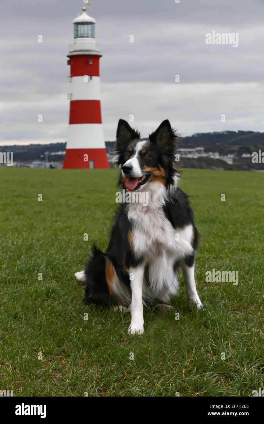 Border collie chien en face du phare Banque D'Images