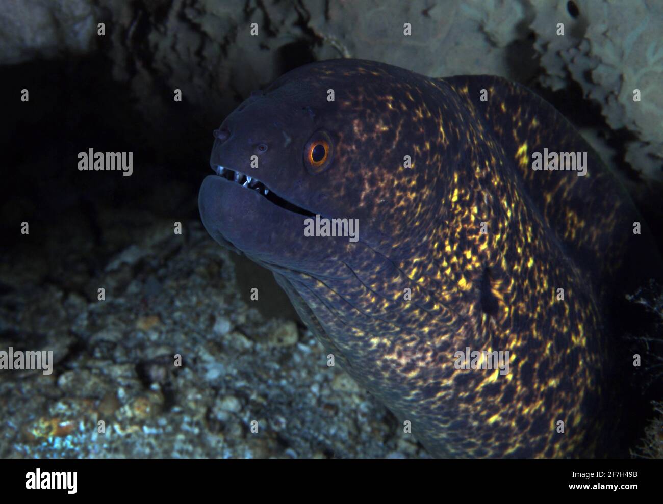 Eel de Moray à bordure jaune (Gymnothorax flavimarginatus). Anilao, Philippines Banque D'Images