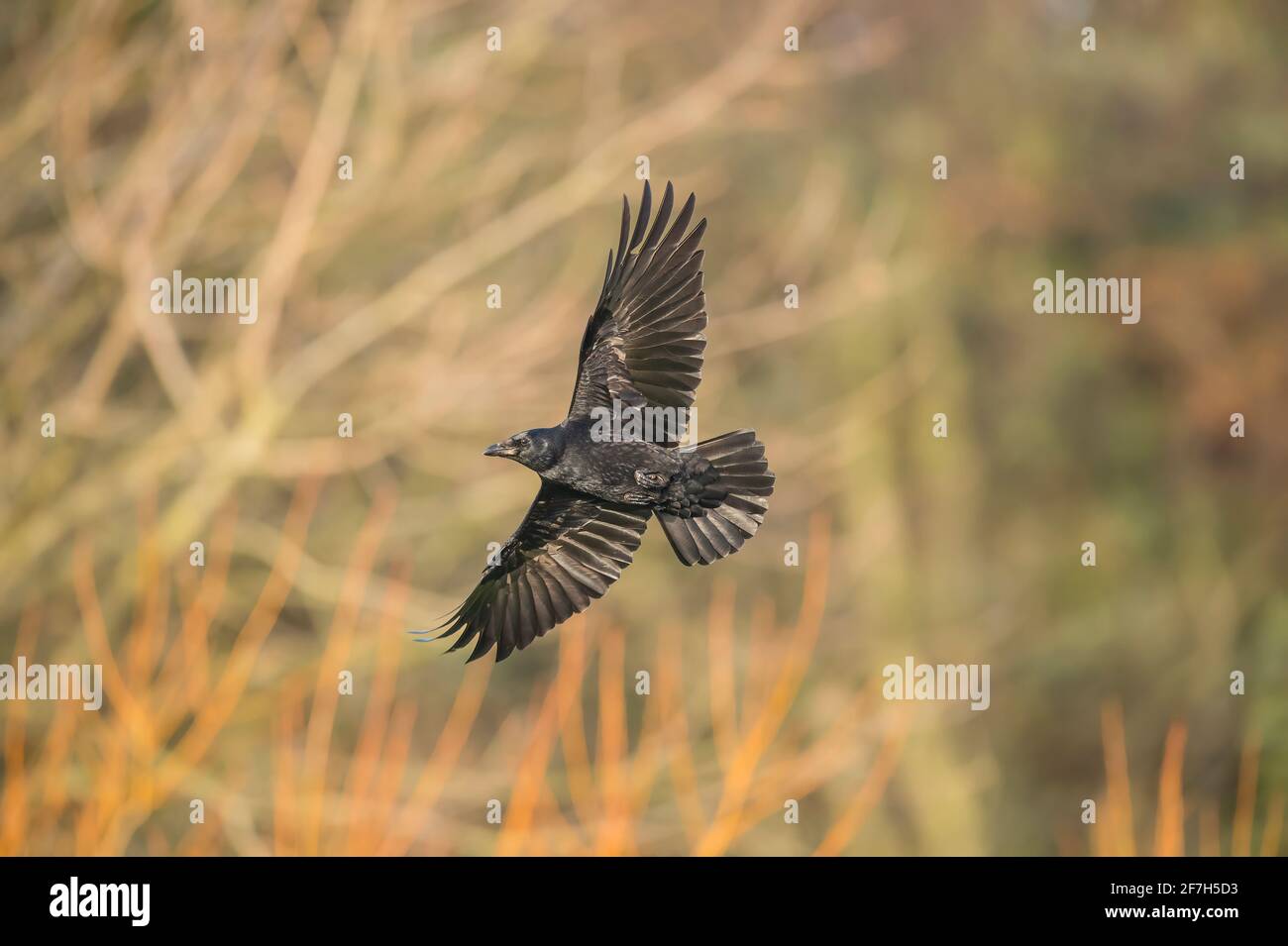 Crow, volant devant quelques arbres, gros plan, en Écosse en hiver Banque D'Images