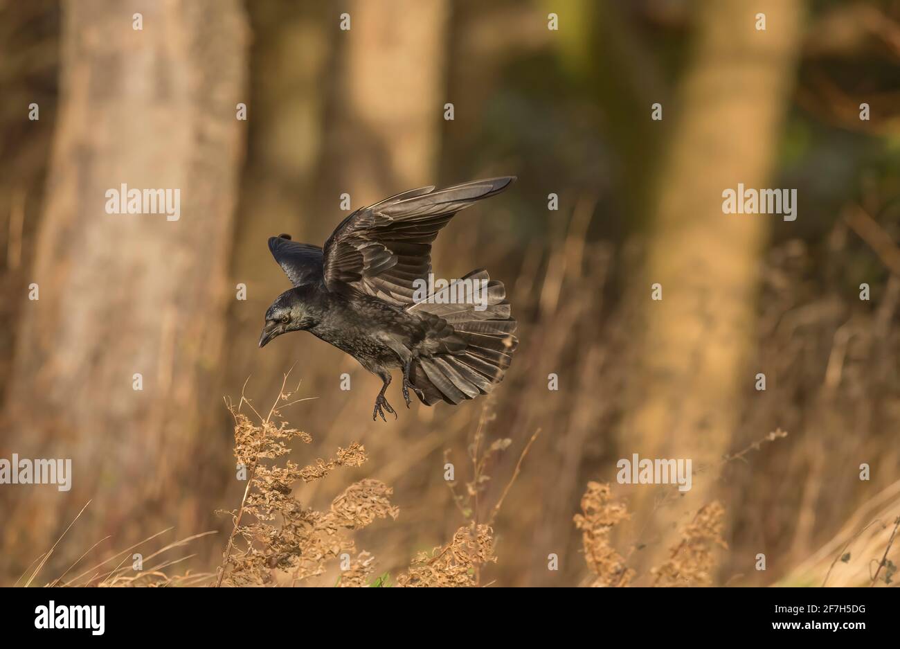 Crow, volant devant quelques arbres, gros plan, en Écosse en hiver Banque D'Images