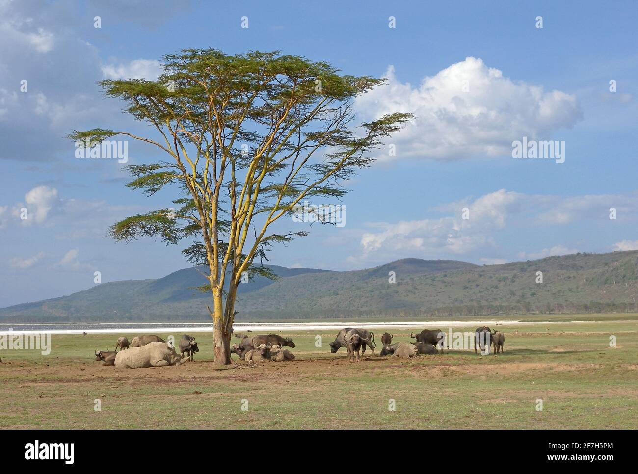 Les rhinocéros blancs et le cap Buffalo se reposent au milieu de la journée sous le parc national du lac Nakuru, au Kenya Novembre Banque D'Images