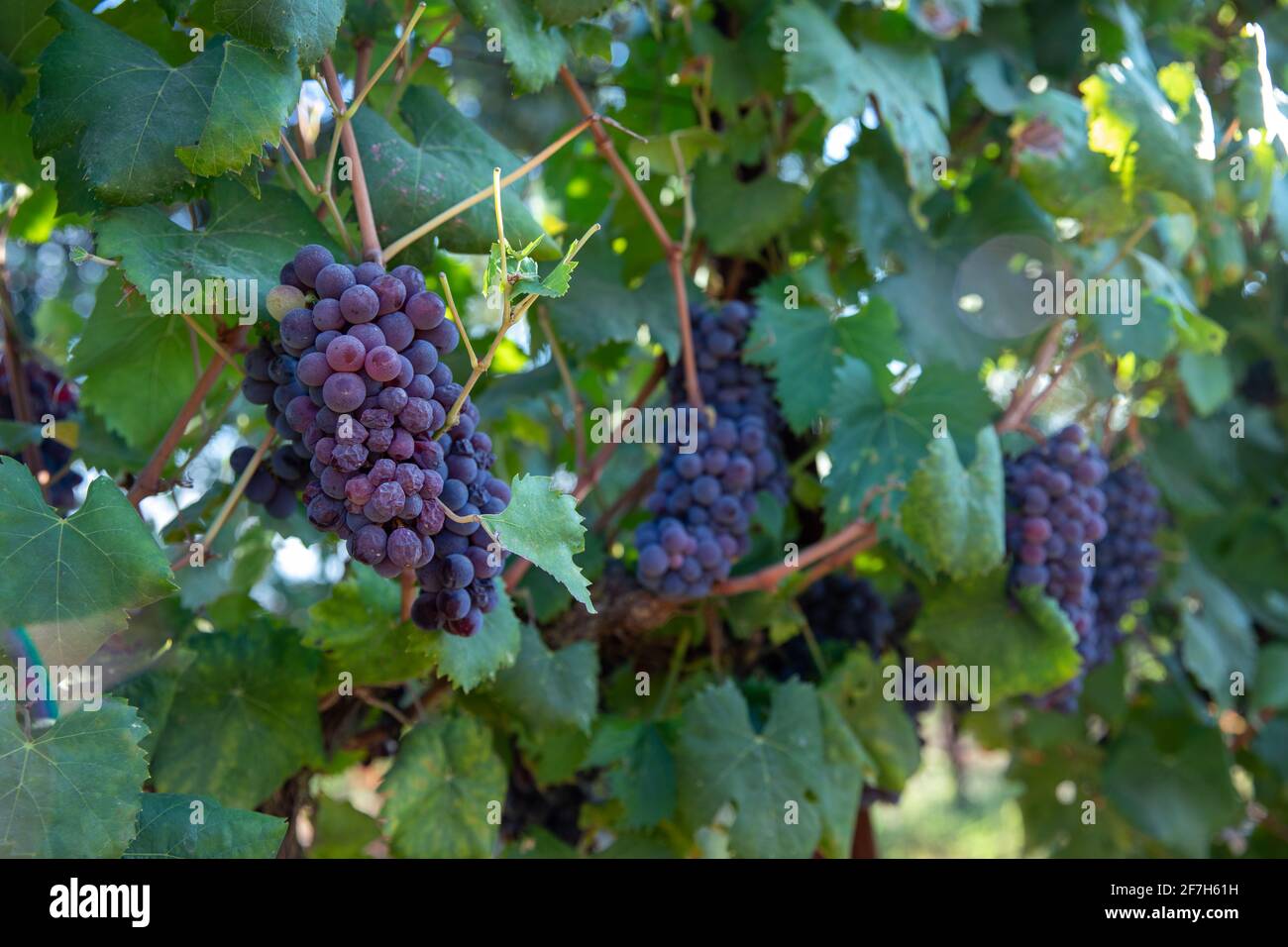 Raisins caves de vinification. Bouquet de raisins rouges. Raisins mûrs, prêts à la récolte. Banque D'Images