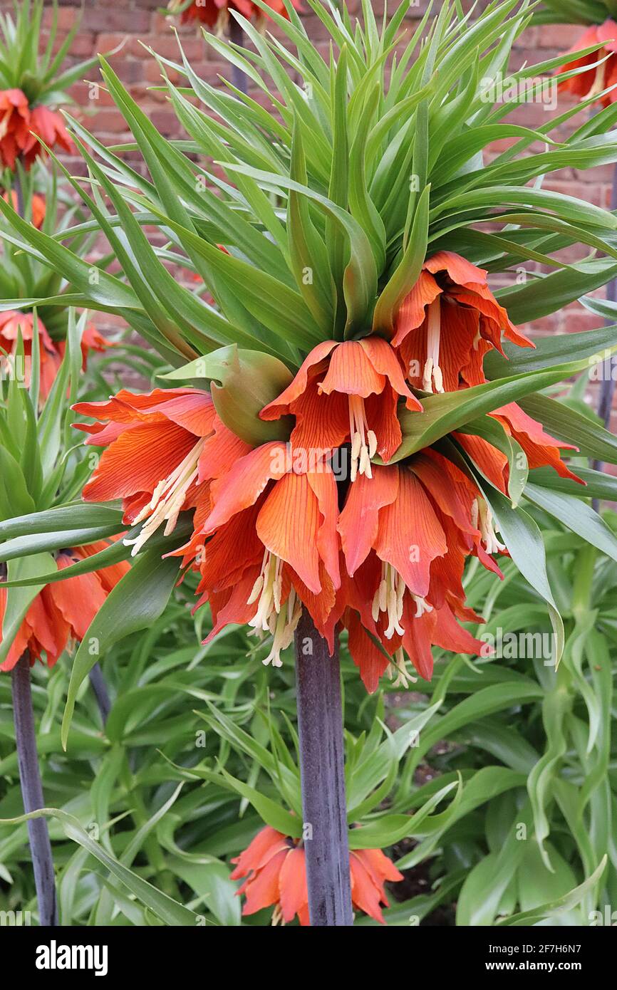 Fritilaria imperarialis Orange Beauté Crown Imperial Orange Beauté - fleurs géantes en forme de cloche orange avec couronne de feuilles, avril, Angleterre, Royaume-Uni Banque D'Images
