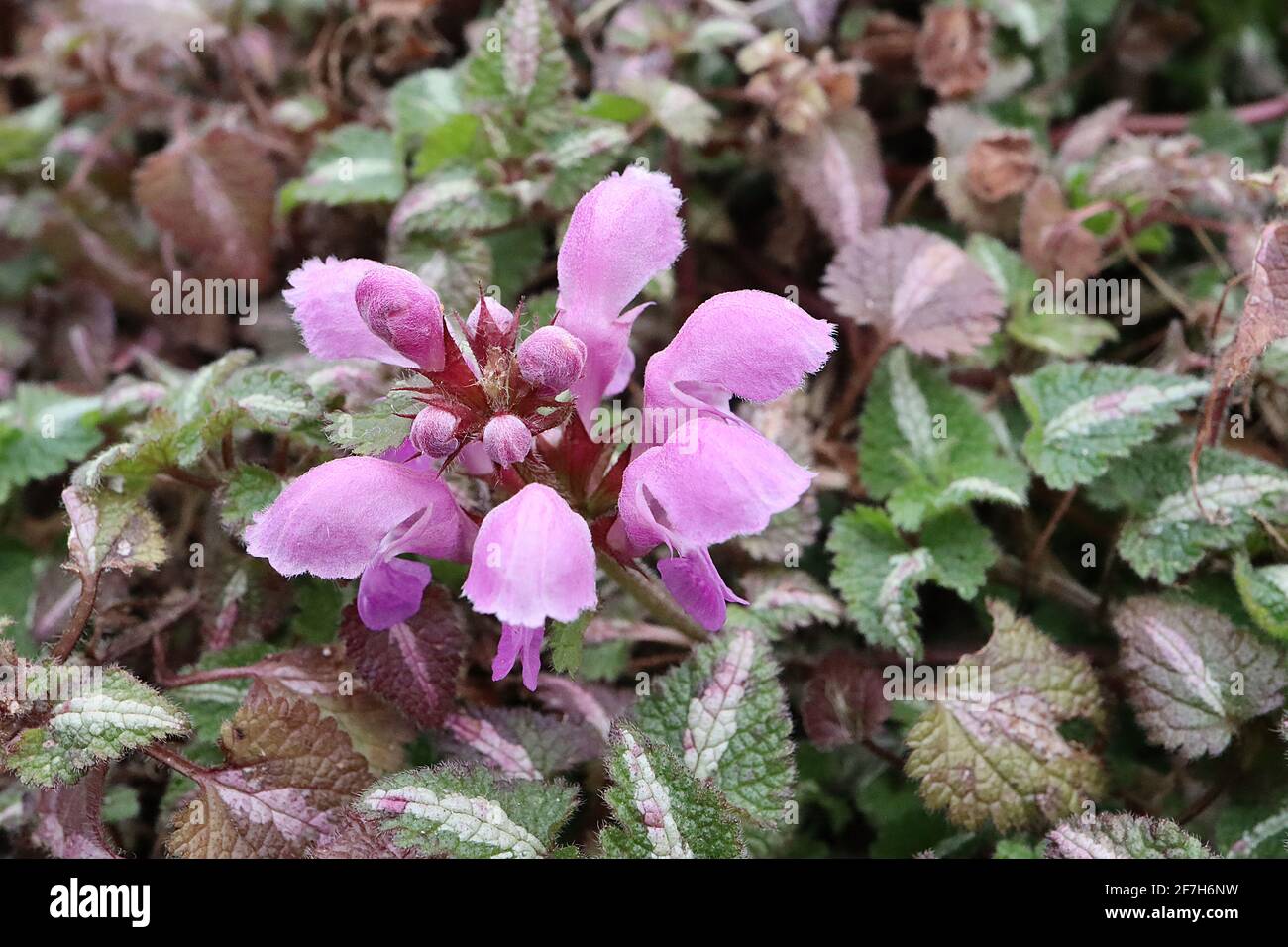 Lamium maculatum ‘Roseum’ martele morte tachetée Roseum – fleurs à capuchon roses et feuilles veloutées d’ovat avec une large bande centrale blanche, avril, Angleterre, Royaume-Uni Banque D'Images