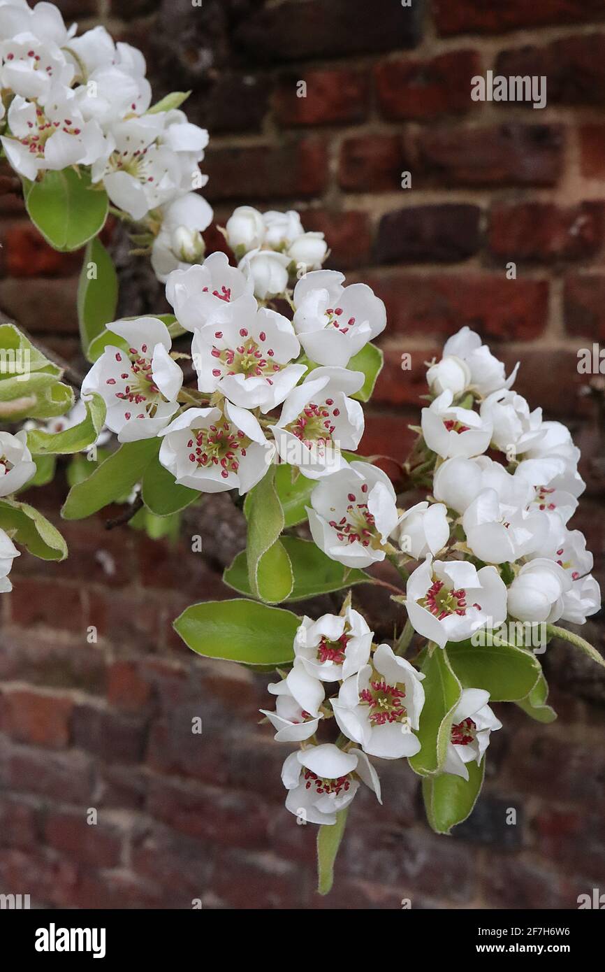 Pyrus pyraster fleur de poire sauvage – fleurs blanches en forme de tasse avec anthères rouges, feuilles d'ovat vertes fraîches, avril, Angleterre, Royaume-Uni Banque D'Images