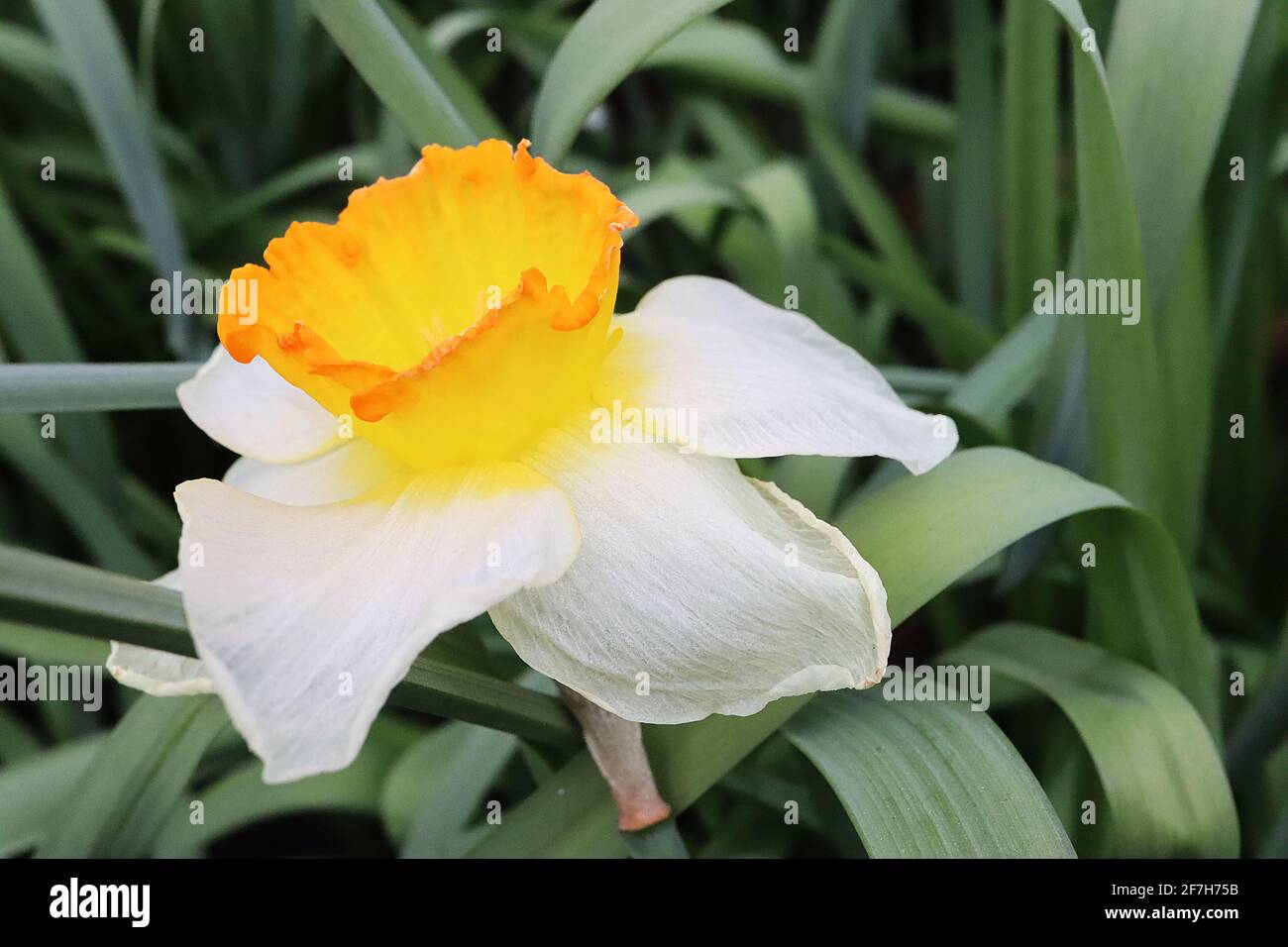 Narcissus / Daffodil 'Roulette' Division 2 jonquilles à grandes courettes pétales blancs, trompette jaune, rebord orange, avril, Angleterre, ROYAUME-UNI Banque D'Images