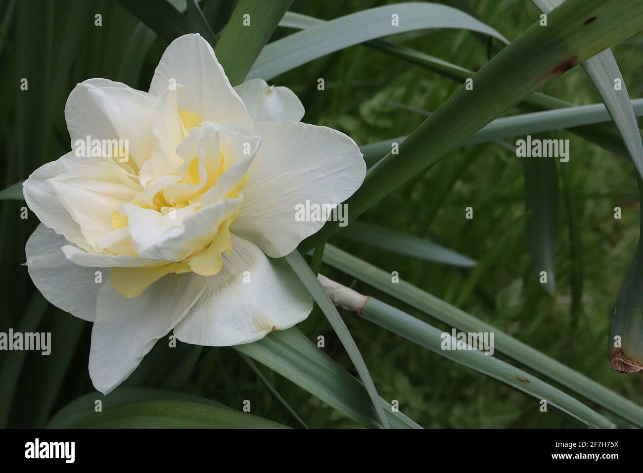 Narcissus / Daffodil 'Lion blanc' Division 4 doubles jonquilles pétales blancs, segments de pétaloïde jaune et blanc, avril, Angleterre, Royaume-Uni Banque D'Images
