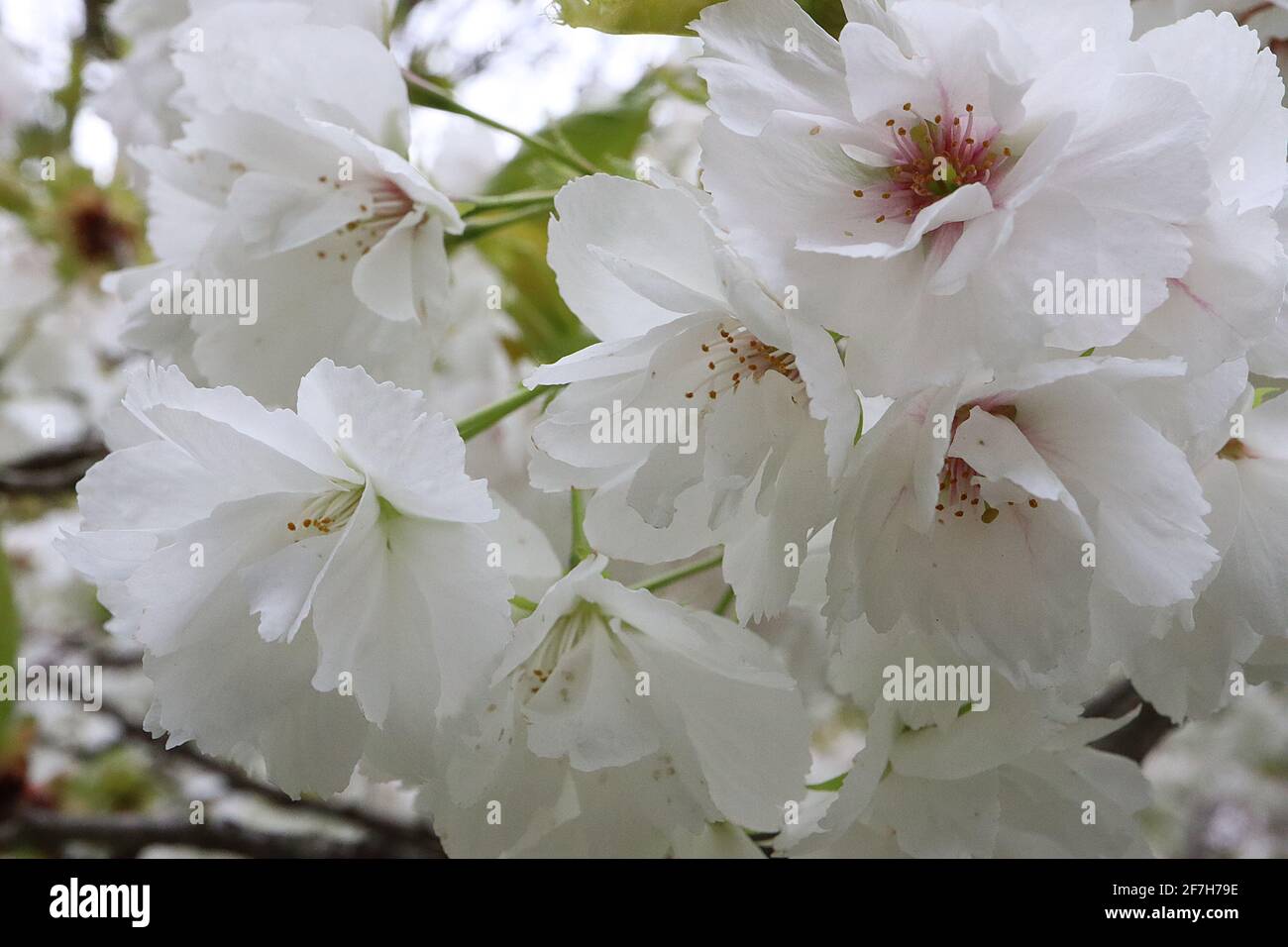Prunus Shogetsu – fleurs blanches doubles et feuilles vertes fraîches, avril,  Angleterre, Royaume-Uni Photo Stock - Alamy