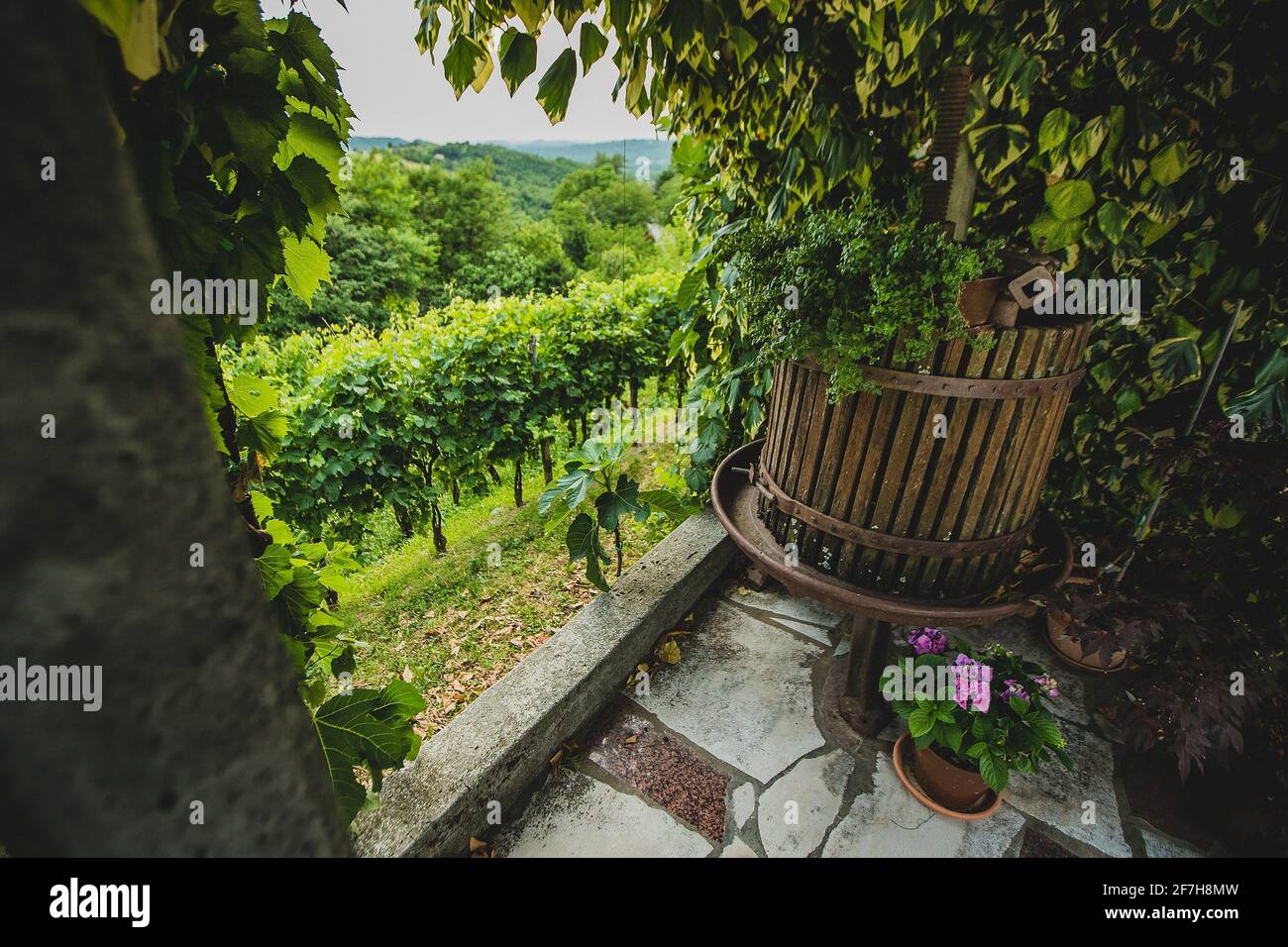 Une vieille presse à raisin pour faire du vin est située sur un porche à côté d'un vignoble vert luxuriant en arrière-plan. Banque D'Images