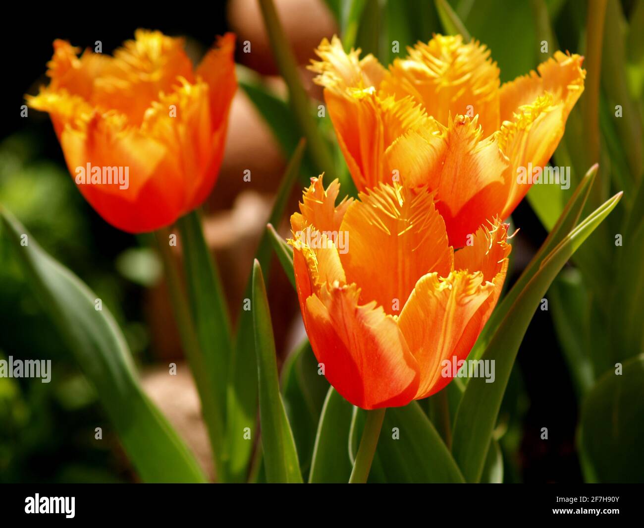 tulipes vibrantes de printemps sur la verdure Banque D'Images