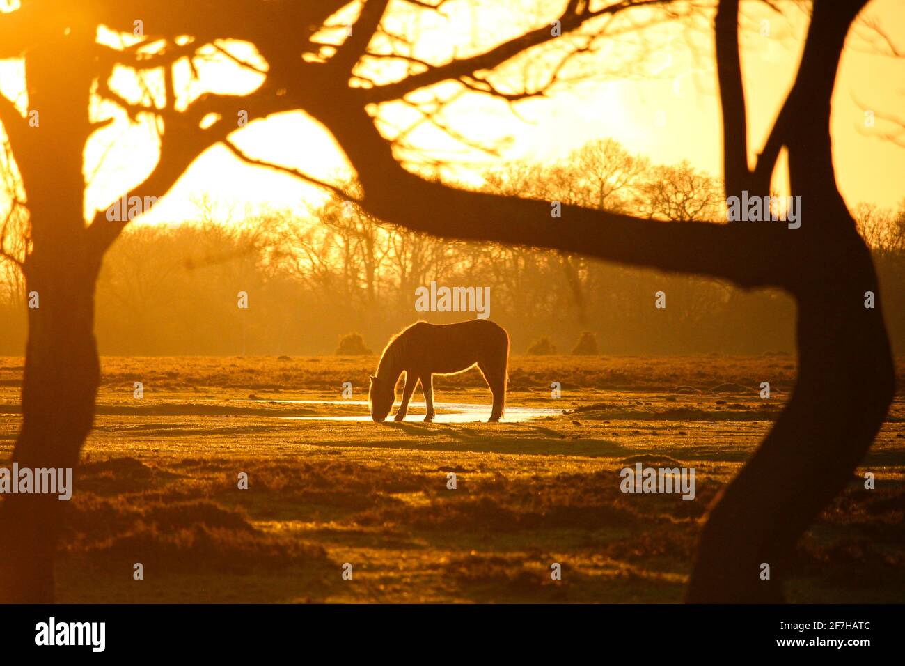 Poney New Forest au coucher du soleil Banque D'Images