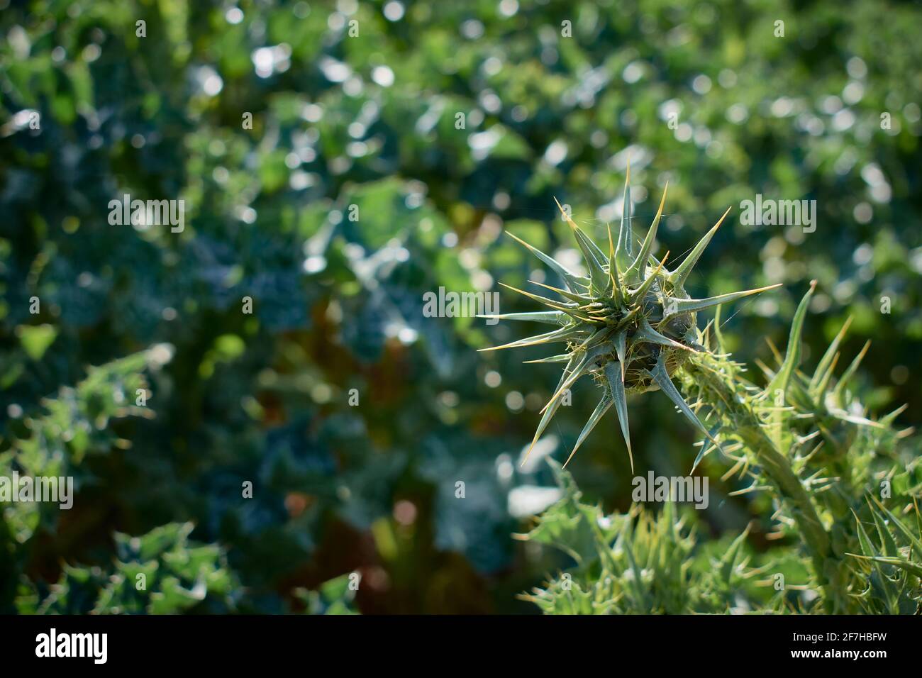 Carthamus. Chardon sauvage au premier plan. Fleur Banque D'Images