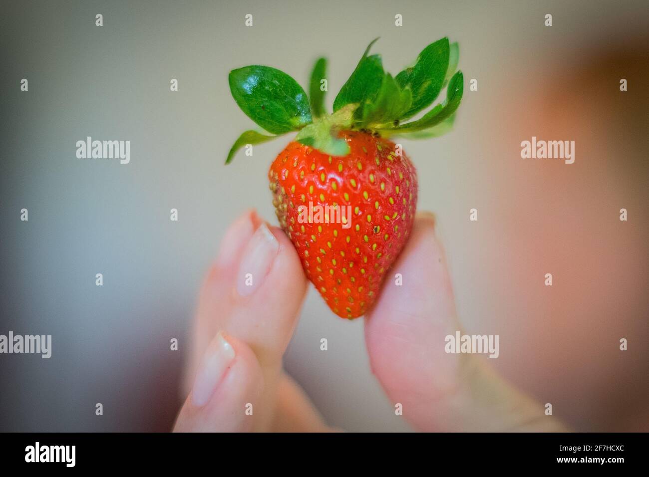 Une femme tenant une grosse fraise juteuse rouge entre ses doigts avec des  ongles courts Photo Stock - Alamy