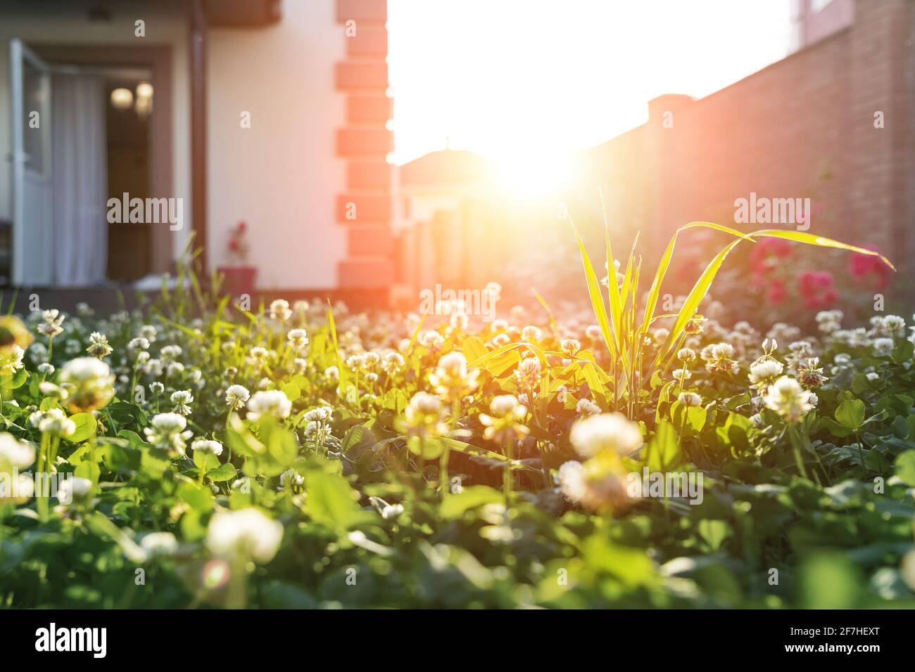Vue rapprochée panoramique macro blanc trèfle herbe prairie sur cour intérieure contre lumière du coucher de soleil chaude et lumineuse rétro-éclairée de nuit sur fond. Arrière-cour de la maison Banque D'Images
