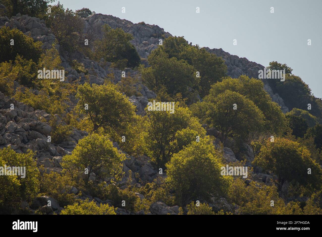 Buissons verts ou jaunes sur un terrain rocheux, plantes typiques sur un  terrain difficile sur les montagnes Velebit au bord de la mer croate Photo  Stock - Alamy