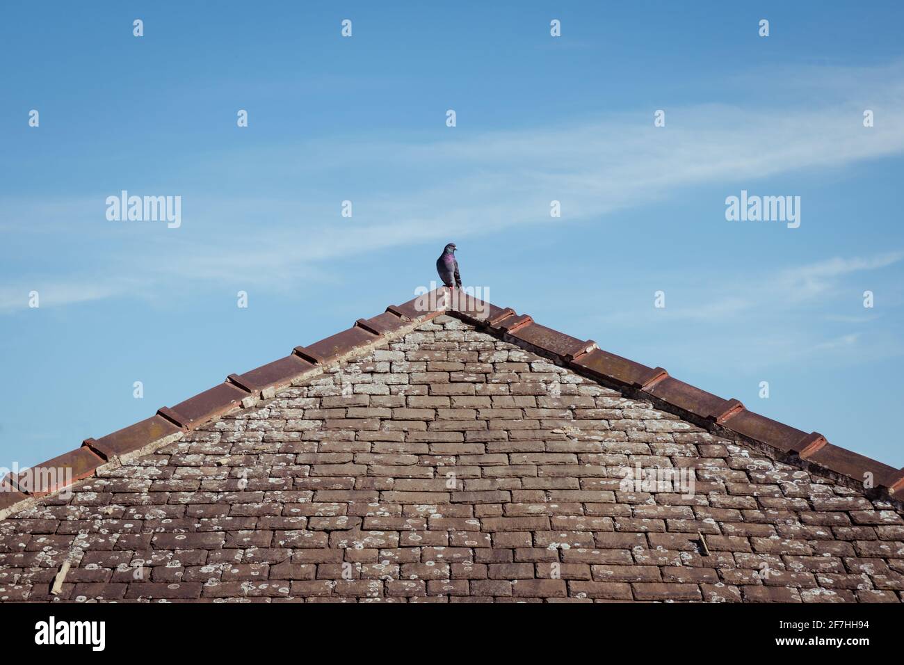 Un triangle ou une extrémité de toit de hanche montrant la crête, le mortier et le lichen sur les anciennes lattes traditionnelles de pierre avec le pigeon de bois au sommet Banque D'Images