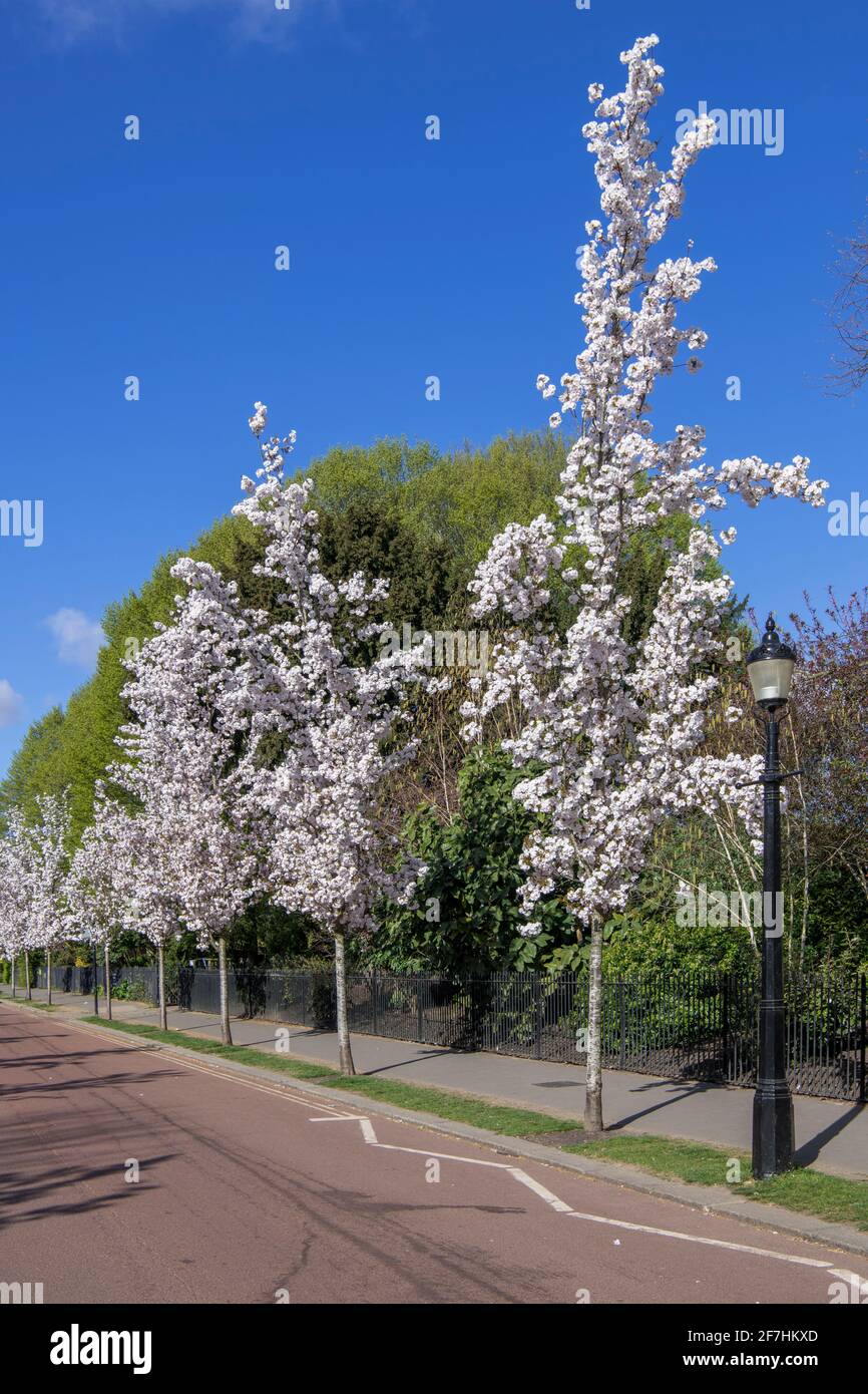 Cerisiers en fleurs Chester Road Regents Park Londres Banque D'Images