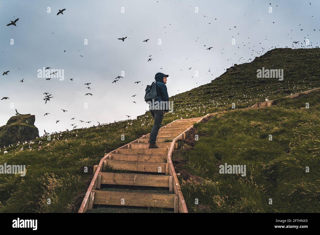 Vue panoramique sur un paysage magnifique à Mykines, avec un accent sur une famille de puffins, les îles Féroé Banque D'Images