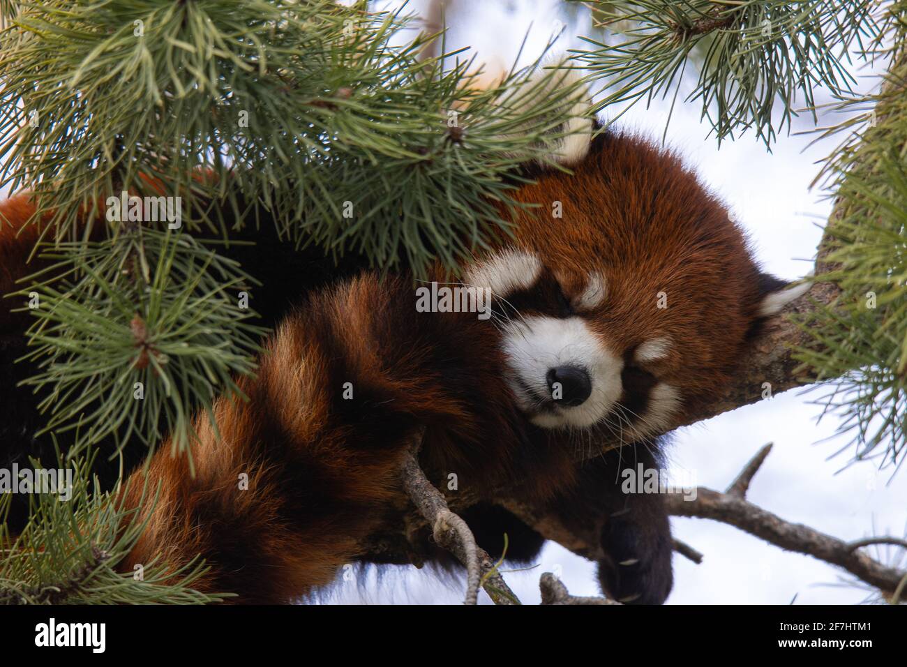 Gros plan de Sleeping Red Panda au zoo de Calgary 2021 Banque D'Images