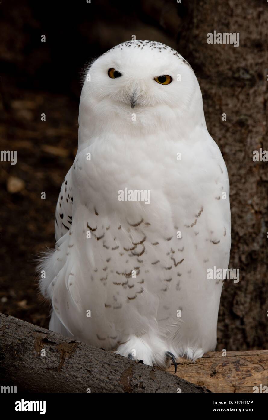 Magnifique Snowy Owl au zoo de Calgary 2021 Banque D'Images