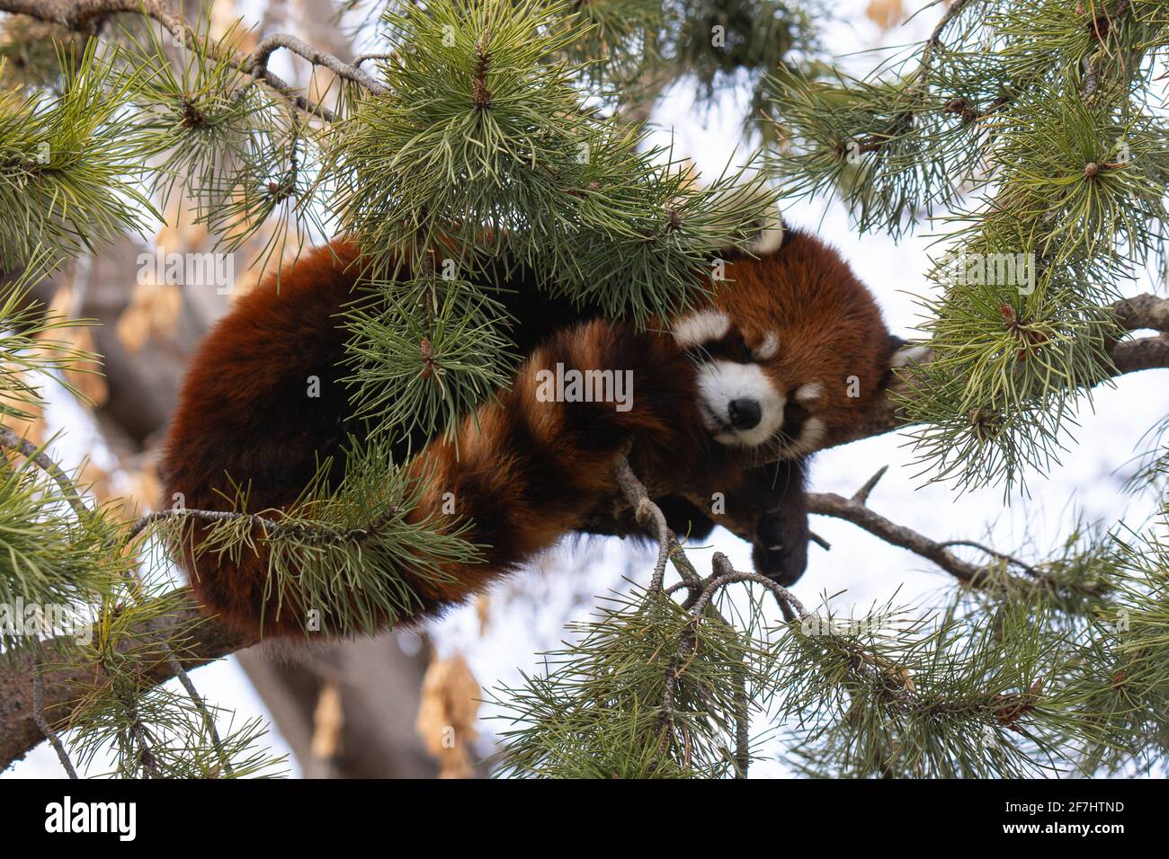 Sleepy Red Panda au zoo de Calgary 2021 Banque D'Images