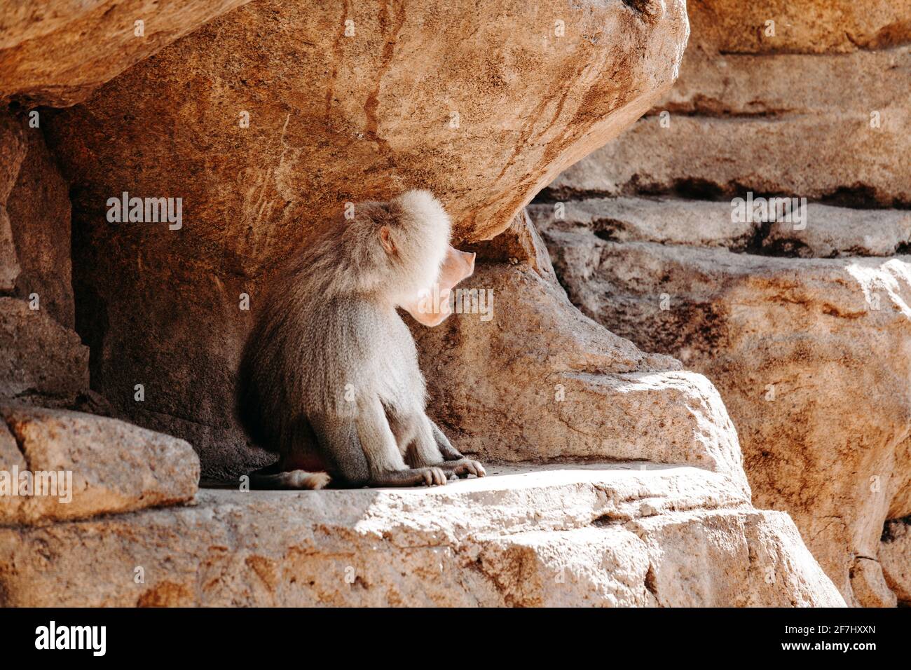 Babouin de hamadryas mâles dans la nature sauvage de l'Afrique orientale et arabie du sud Banque D'Images