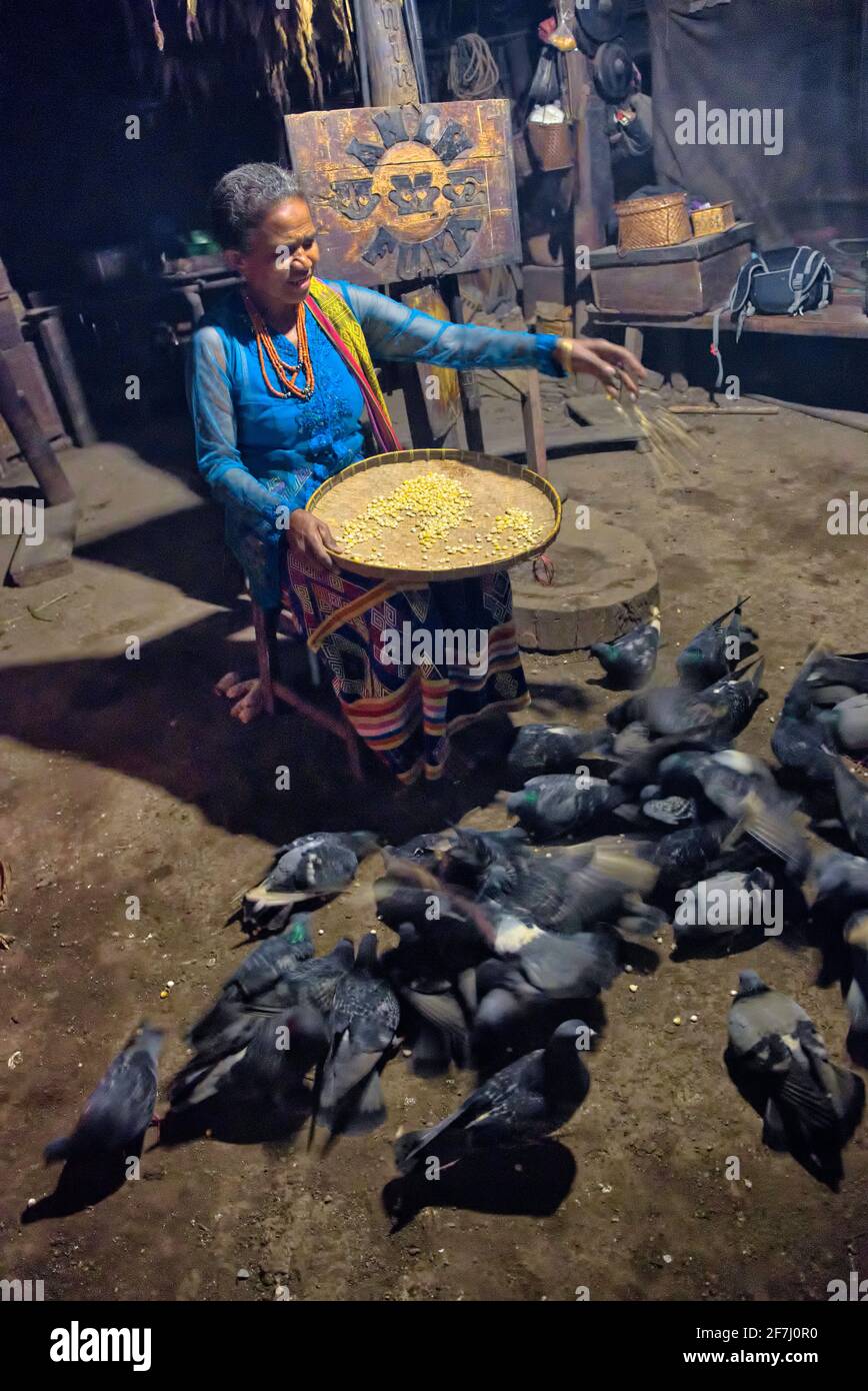 Nourrir les oiseaux pris @Fatumnasi, Timor, Nusa Tenggara Timur Banque D'Images