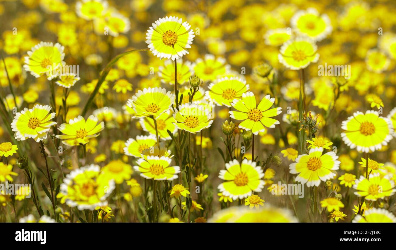 Tidytips côtiers à Bloom Banque D'Images