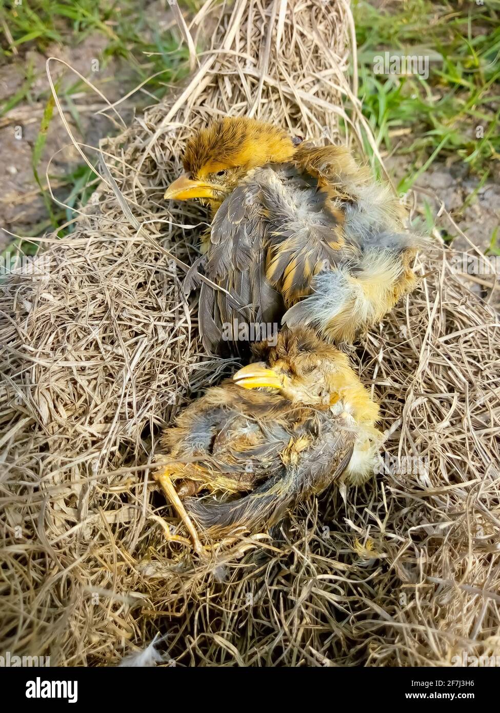 Oiseau Mort Sur Son Nid Banque D Image Et Photos Alamy