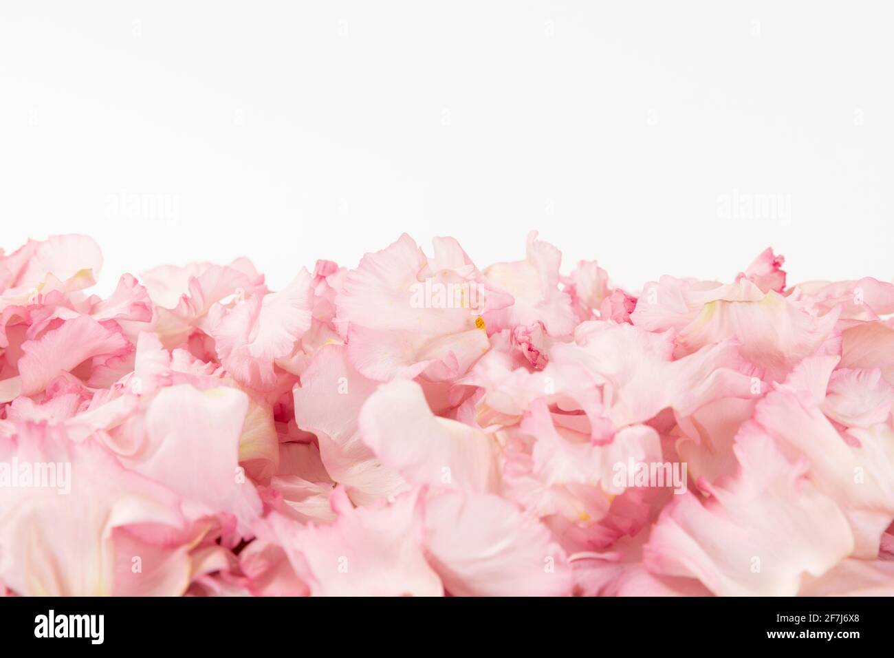 fleur rose, fond blanc Banque D'Images