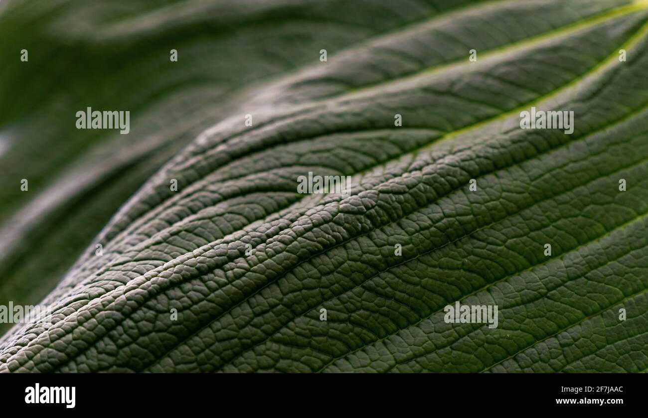 Macro gros plan d'une feuille végétale dans la forêt amazonienne, parc national Yasuni, Équateur. Banque D'Images