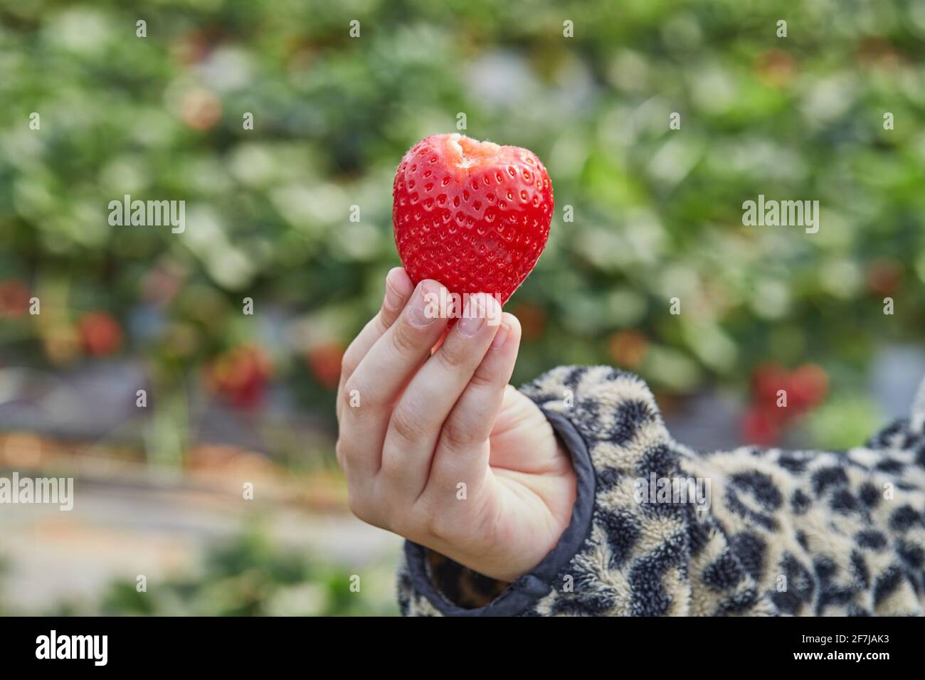 Cueillette de fraises fraîches à la ferme, gros plan de la main d'un enfant tenant des fraises fraîches biologiques Banque D'Images