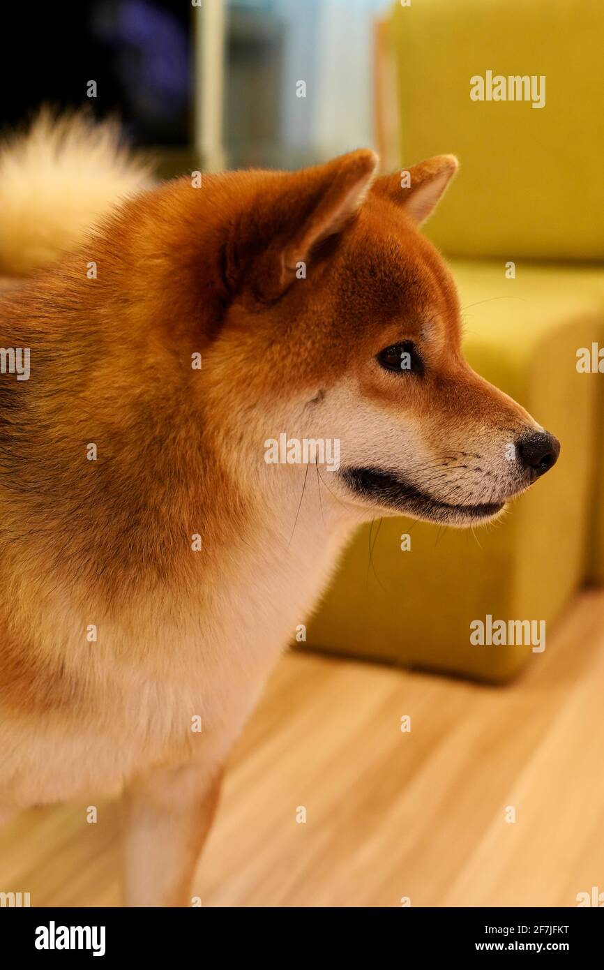 Un chien japonais Akita debout et regardant. Banque D'Images