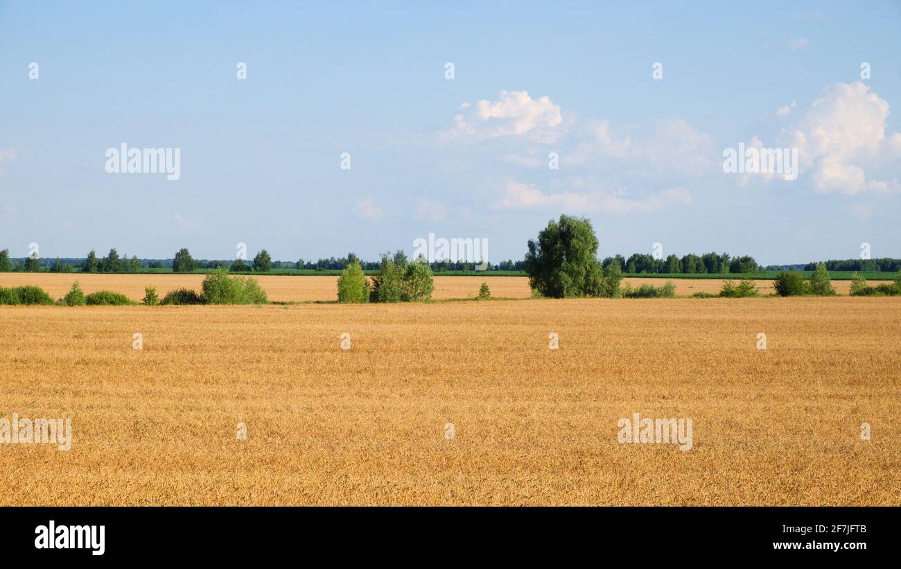 Plusieurs arbres au milieu d'un vaste champ de blé mûr en été. Terres agricoles avant la récolte du grain. Paysage rural pittoresque. Nuages blancs moelleux Banque D'Images